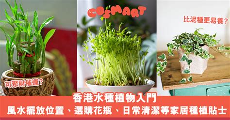 水 種 植物|水種新手入門指南：15 種室內水種植物推薦 